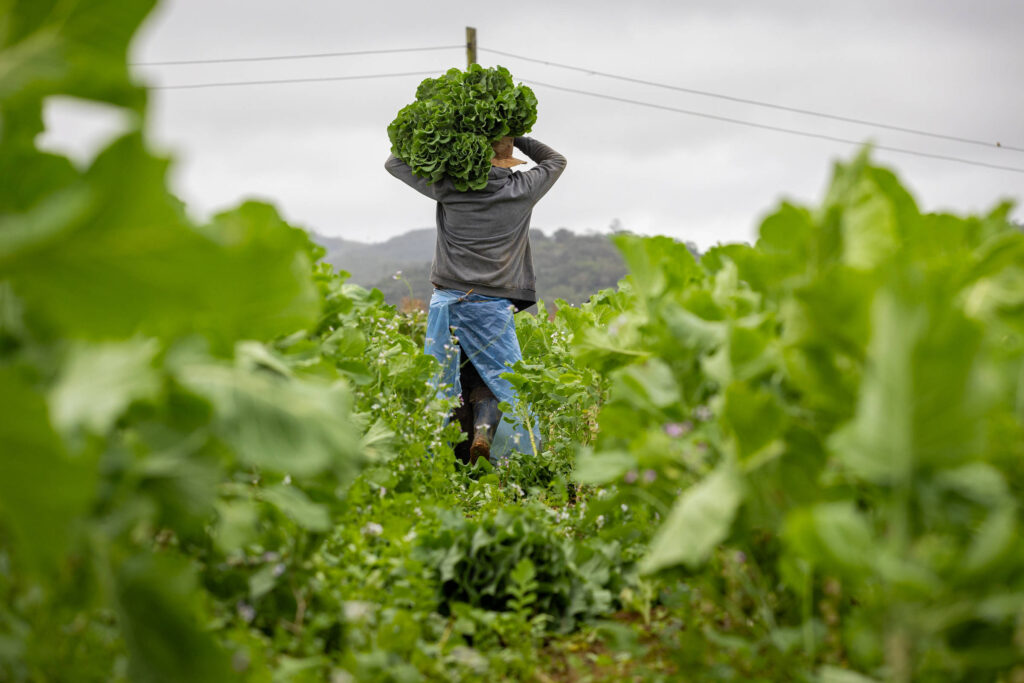 america-latina-mostra-um-‘progresso-notavel’-na-fome-a-medida-que-as-tendencias-de-desnutricao-diminuem