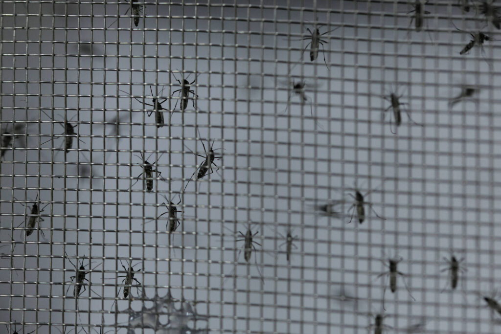 projeto-libera-mosquitos-modificados-na-espanha-para-impedir-propagacao-da-dengue-com-crise-do-clima