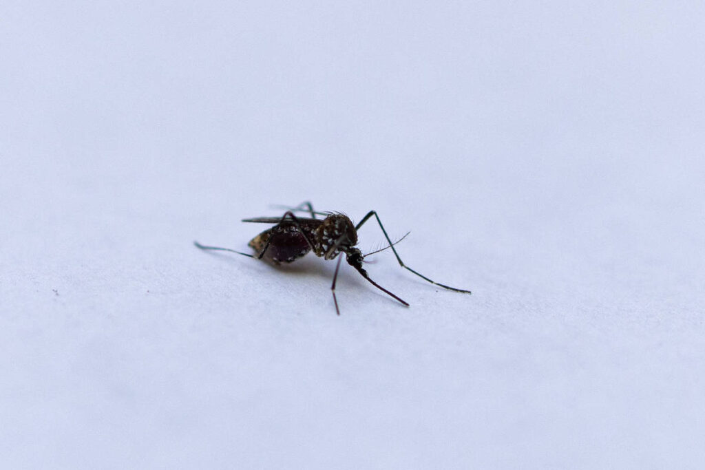 franca-registra-primeiro-caso-de-transmissao-local-de-chikungunya-em-paris