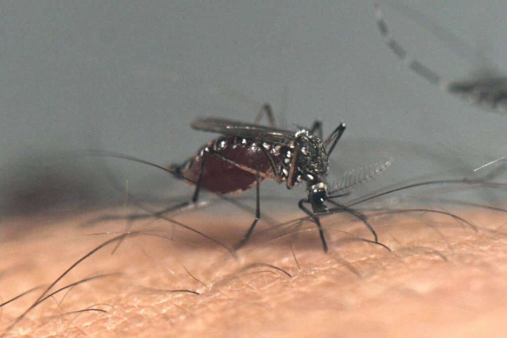 brasil-ultrapassa-5-mil-mortes-por-dengue