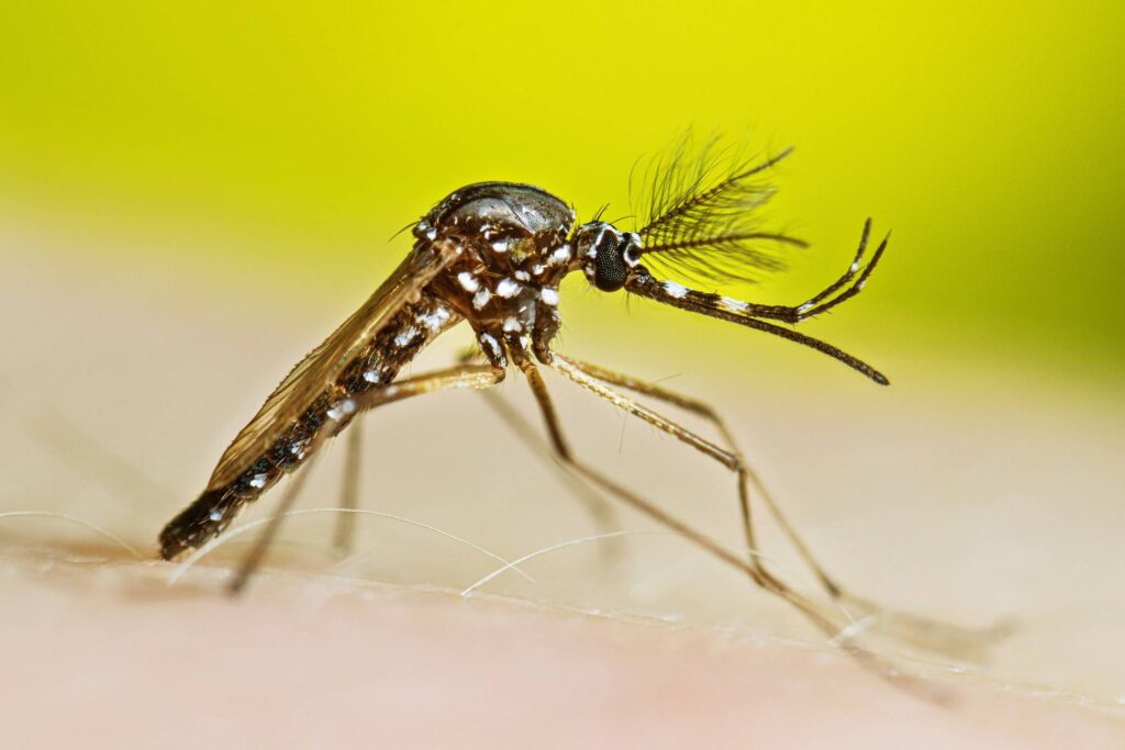 medicamento-oral-contra-dengue-sera-testado-em-humanos-no-brasil