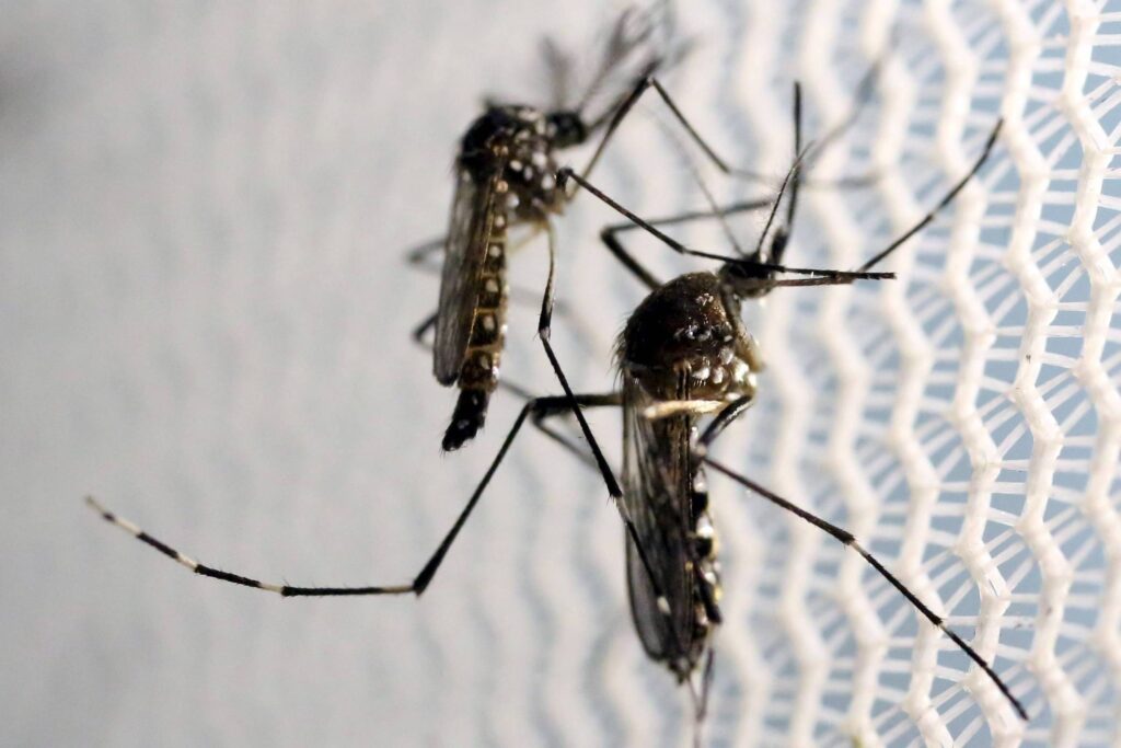 el-nino-aumenta-infestacao-do-mosquito-transmissor-da-dengue-em-sp,-diz-pesquisa